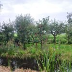 Zo vind je de beste plek in je tuin om een fruitboom te planten