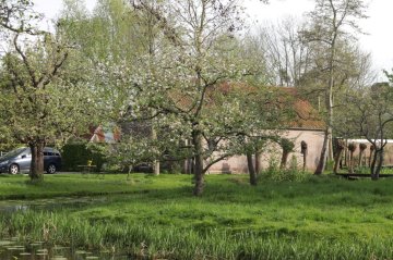 Hoogstam fruitboom op een verhoging in boomgaard