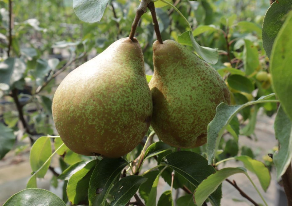 De beste ziekteresistente perenbomen voor teelt zonder bestrijdingsmiddelen