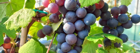 Bloedende druivenstruik: wat te doen en hoe te voorkomen