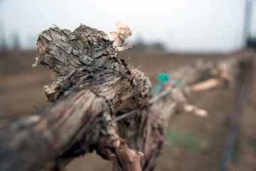Bloedende stronk van een druivenstruik