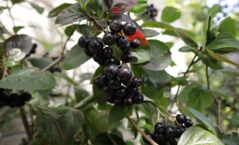 Wat maak je met appelbessen? De leukste appelbes (aronia) recepten!