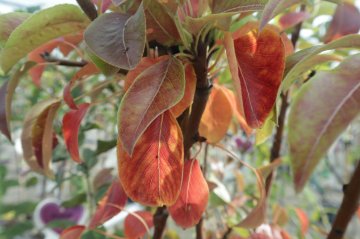 Rode herfstkleuren van peer