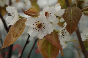 Witte bloemen van de nashipeer