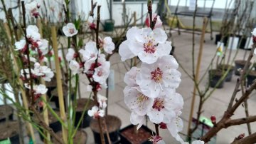 Witte tot lichtroze bloemen van de abrikoos