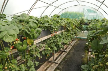 Aardbeien in hangbakken