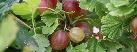 De 5 leukste vergeten fruitsoorten om zelf in je tuin te kweken