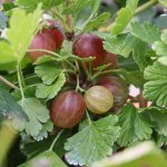 De 5 leukste vergeten fruitsoorten om zelf in je tuin te kweken