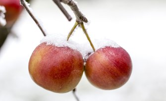 Fruitbomen overwinteren: zo bescherm je ze tegen vorst