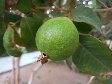 Groene vrucht van de ananasguave (feojia)