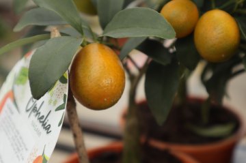 Kumquat vrucht in struik