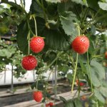 Een kleinfruit tuin aanleggen