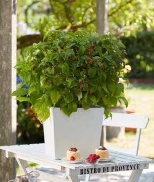 Compacte framboos Bonbonberry Yummy op tafel