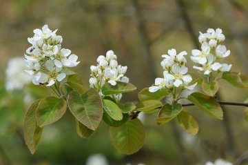 Witte bloemen van de saskatoonbes