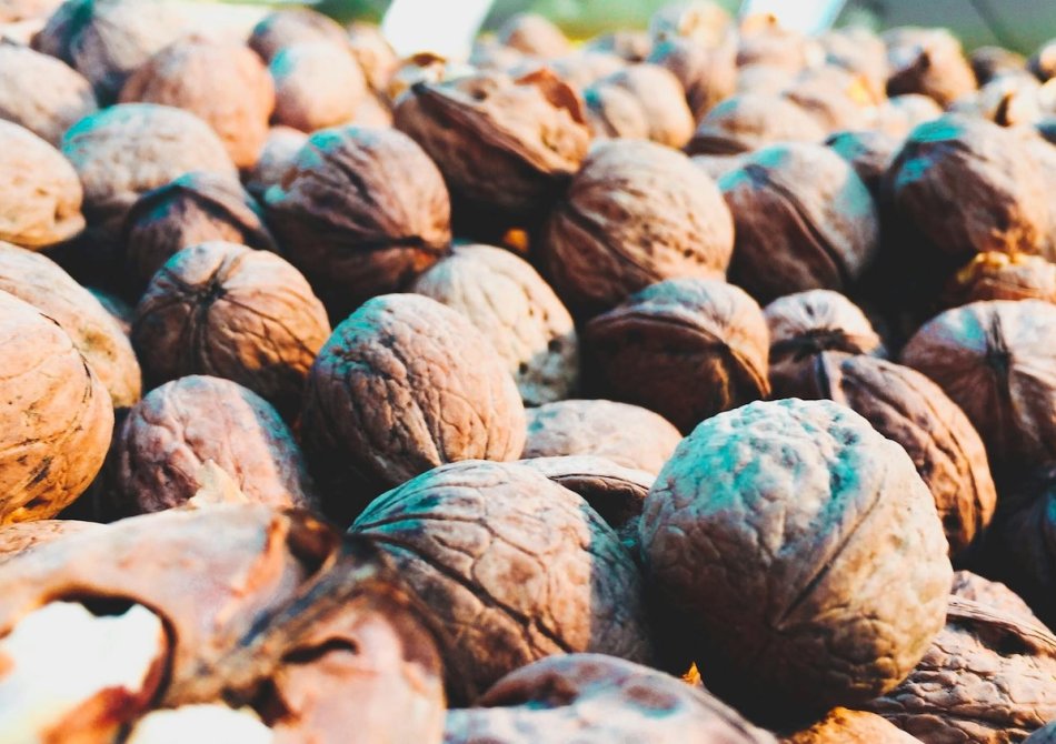 Alles over walnotenbomen: groei, verzorging en veelgestelde vragen