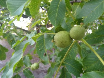 Groene bolsters in een walnotenboom