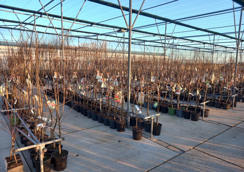 Fruitbomen planten in het voorjaar