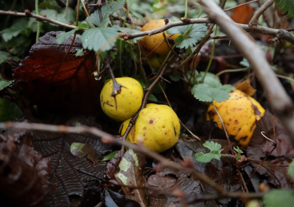 Eetbaar zonder dat je het wist: sierplanten met verrassend lekker fruit