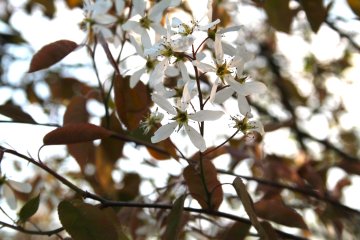Bloemen van de amelanchier