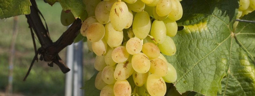 Druif 'Centennial Seedless'