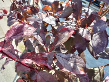 Rode bladeren van de sierappel Liset.
