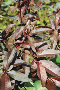 Rode blad van de perzik Rubira