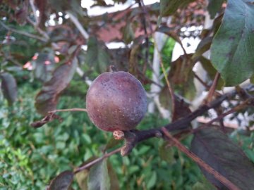 Roodbladige walnoot Purpurea