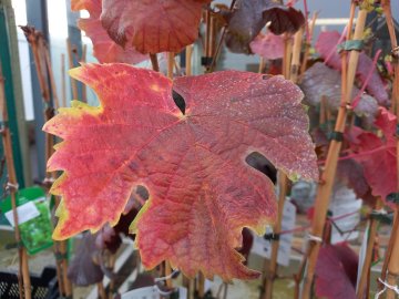 Rode herfstkleur (blad) van de Dornfelder druif