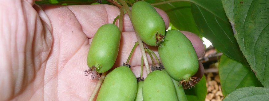 Kiwibes '(Big) Jumbo' Kiwibes (Big) Jumbo