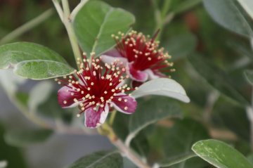 Prachtige bloemen van de Feijoa struik.