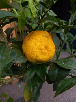 Gele vrucht van de Yuzu citrus