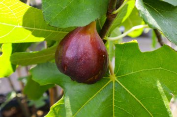 Donkere zoete vijg in Nederland