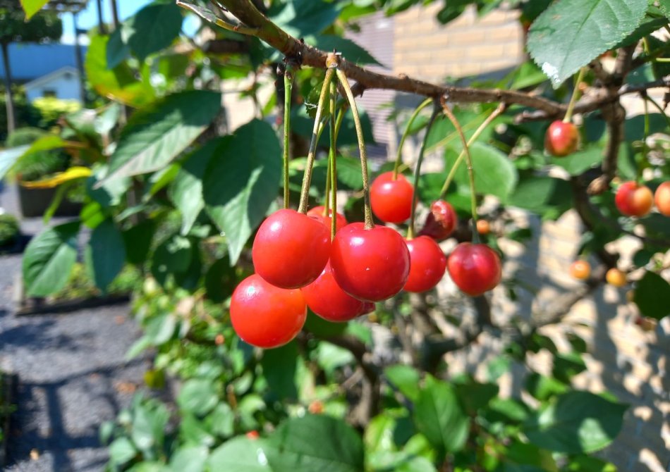 Krieken in een kriekenboom