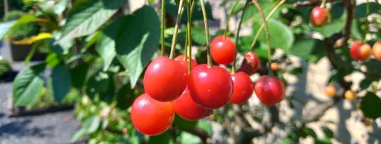 De 5 beste zelfbestuivende kersenbomen voor in jouw tuin