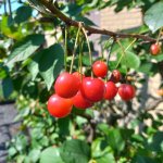 De 5 beste zelfbestuivende kersenbomen voor in jouw tuin