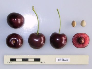 Dwarsdoornsnede van de Stella kers