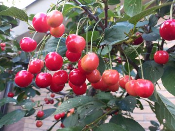Rode kersen in kersenboom