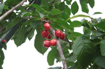 Kersen in kersenboom
