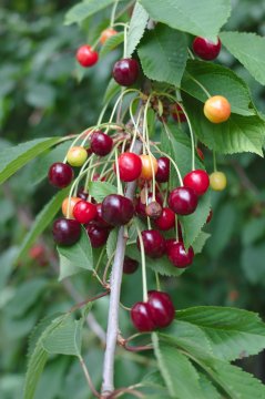 Vruchten aan wilde kersenboom