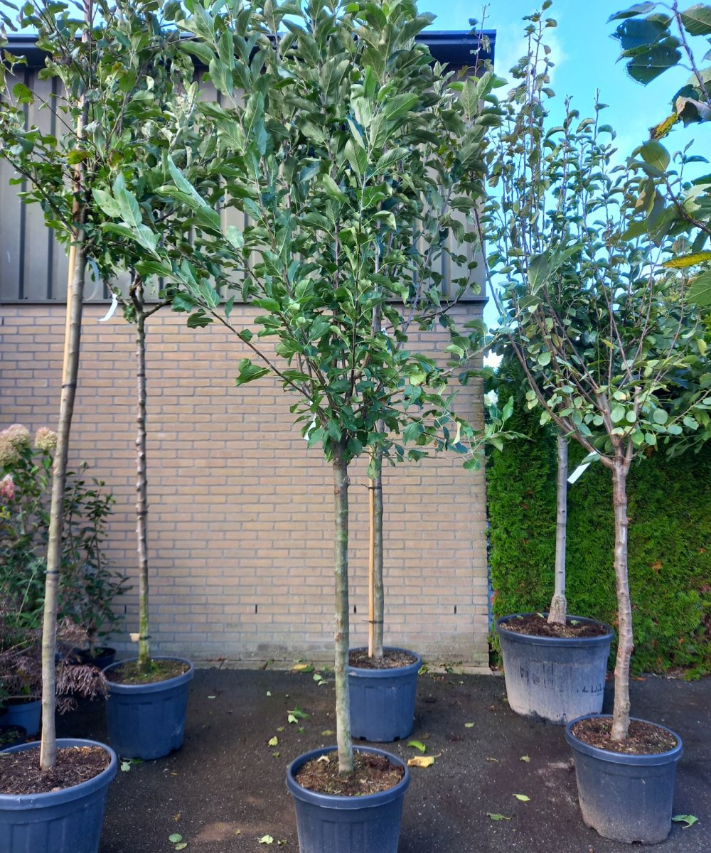 Appelboom 'Elstar'