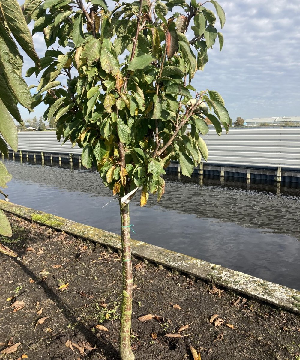 Zelfbestuivende kersenboom 'Lapins'