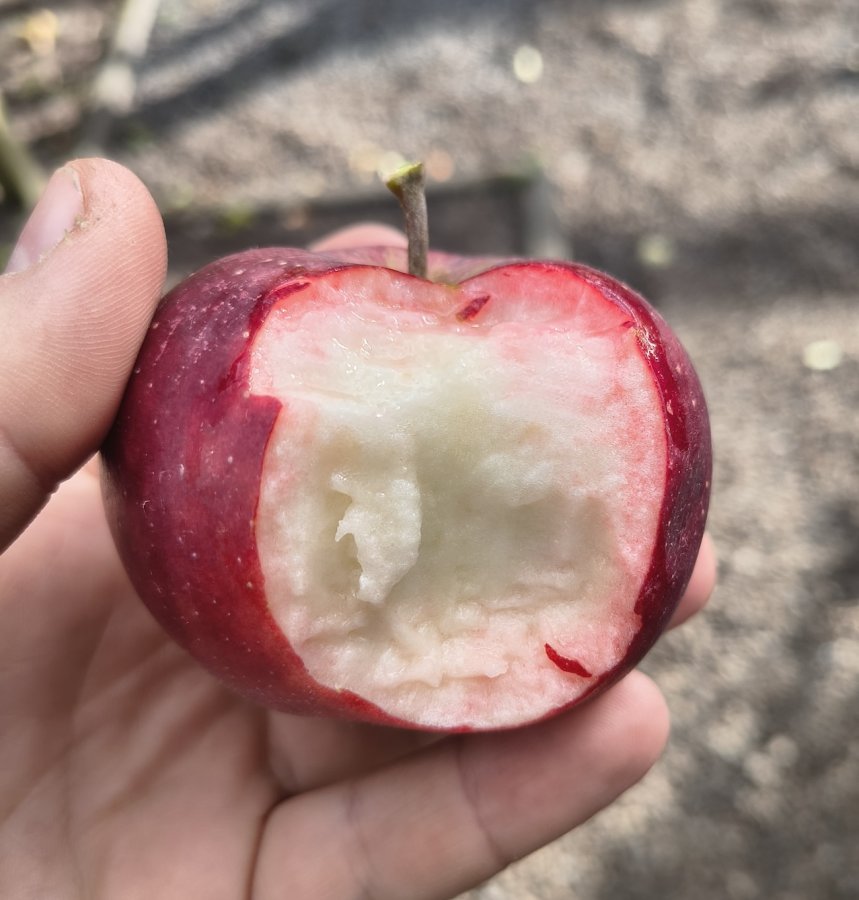 Roze vruchtvlees van de Red Devil