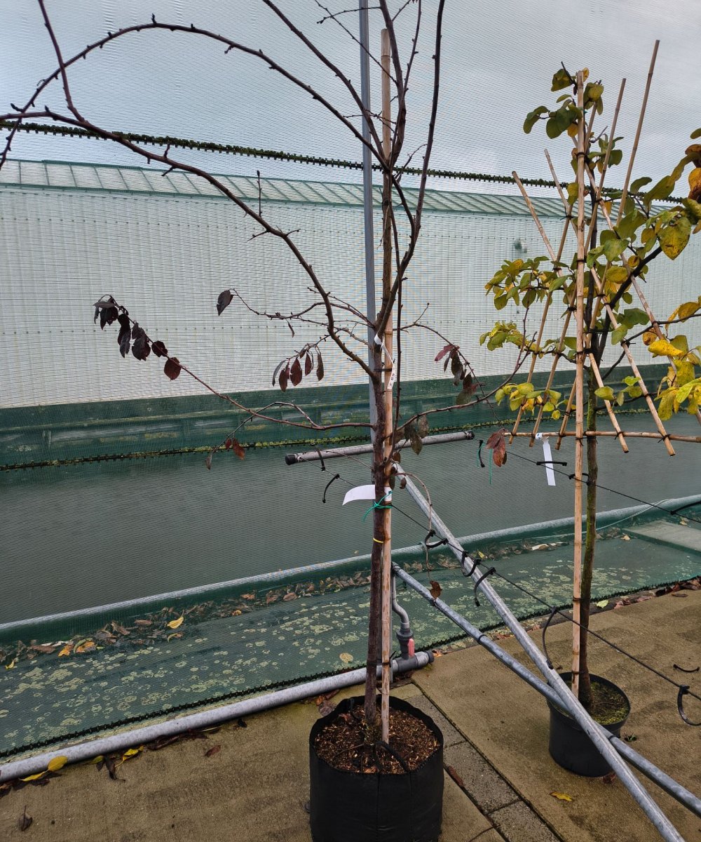 Roodbladige pruimenboom 'Trailblazer'