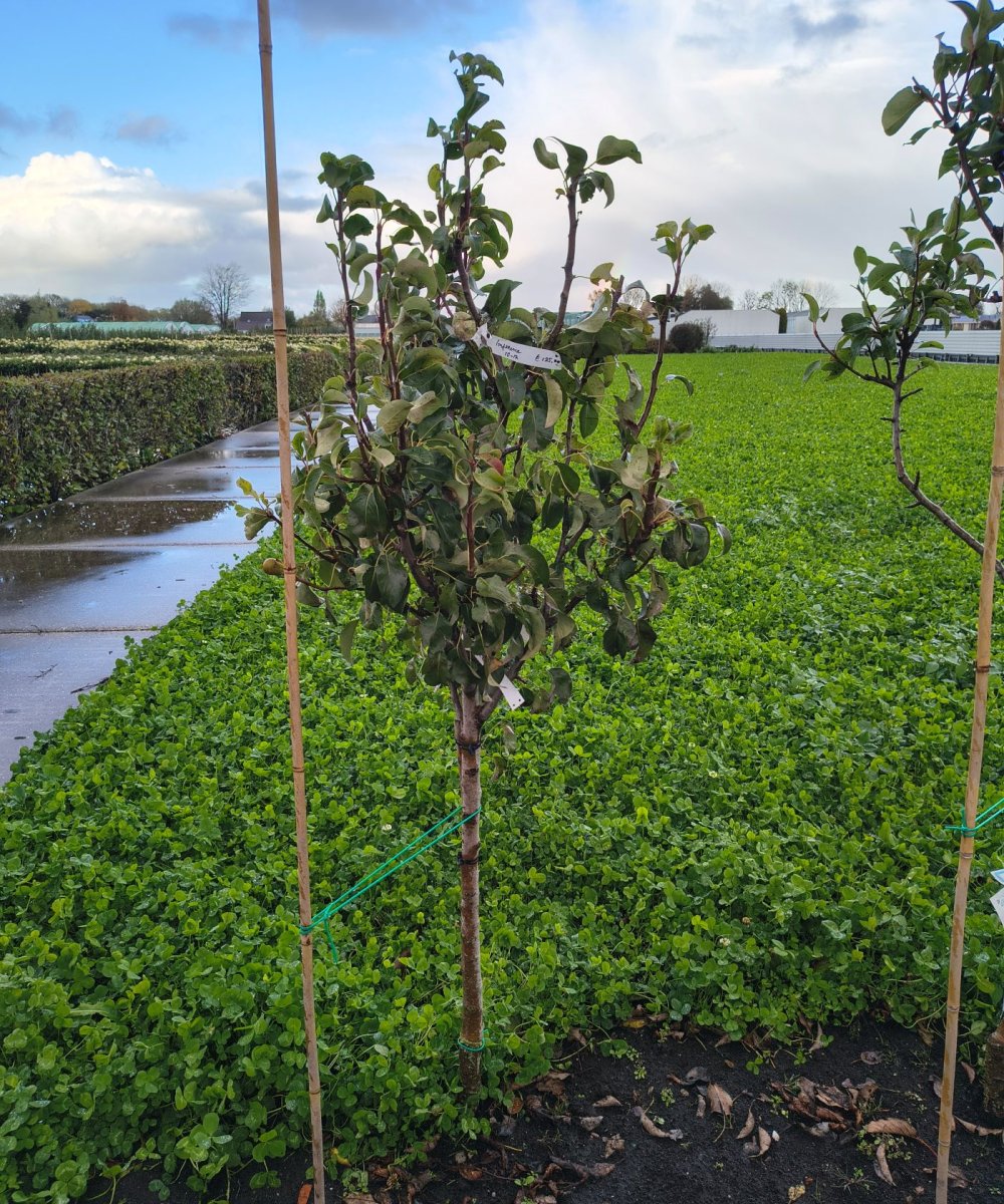 Perenboom 'Conference'