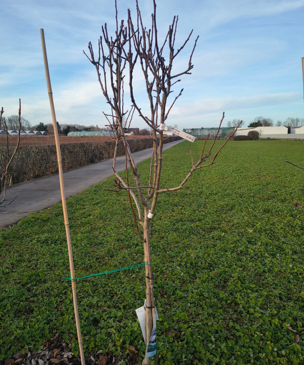 Perenboom 'Williams'