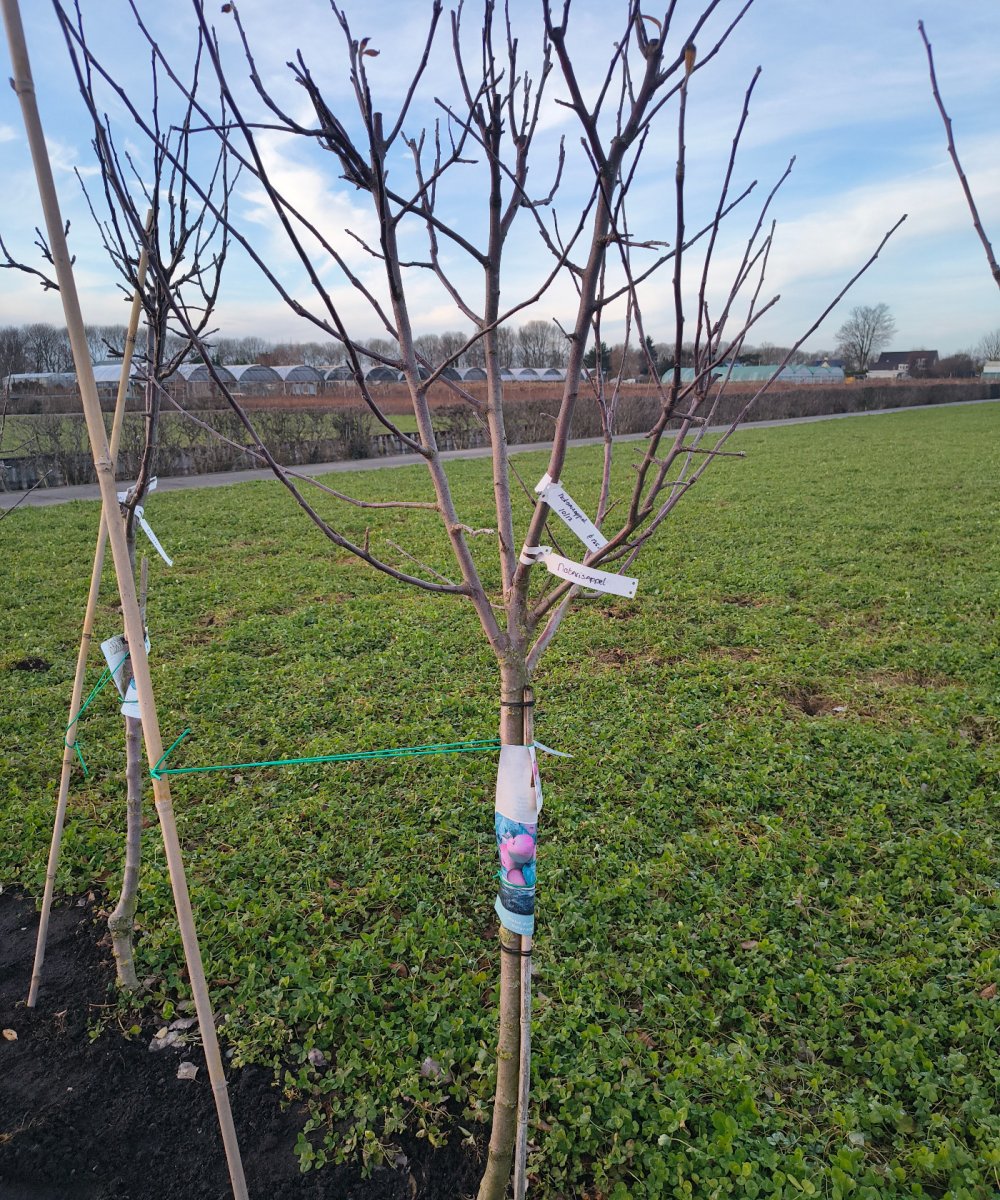 Appelboom 'Notarisappel'