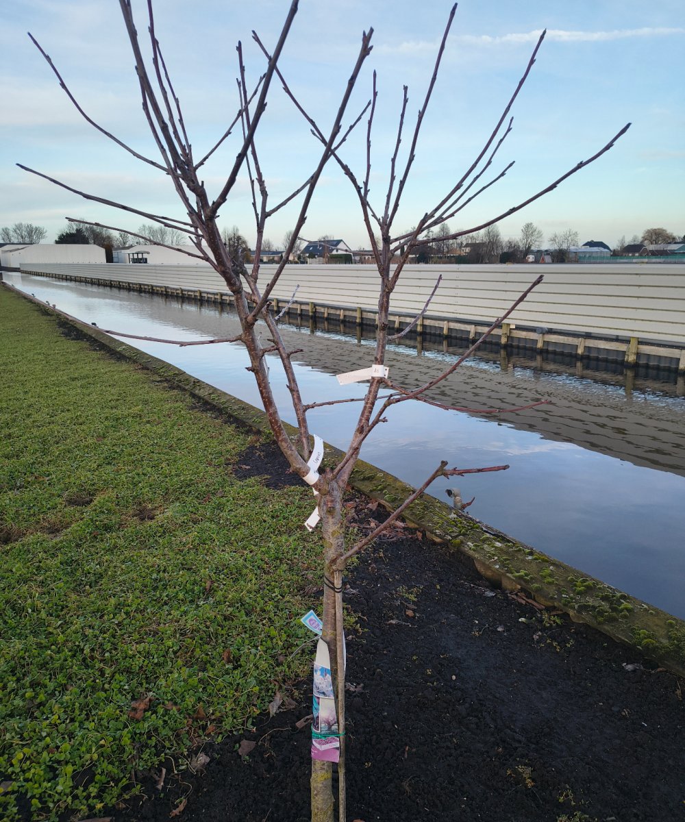 Zelfbestuivende kersenboom 'Lapins'