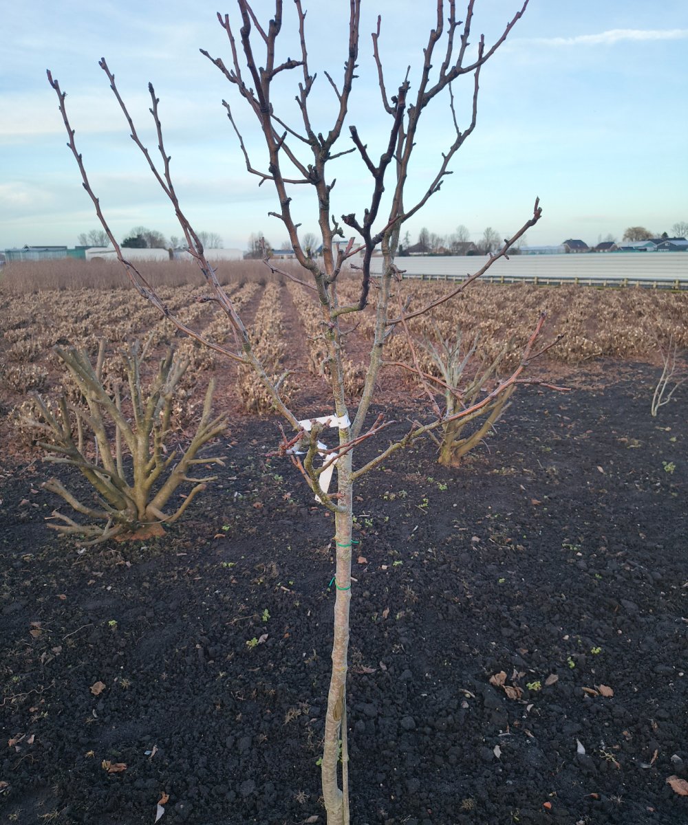 Perenboom 'Williams'