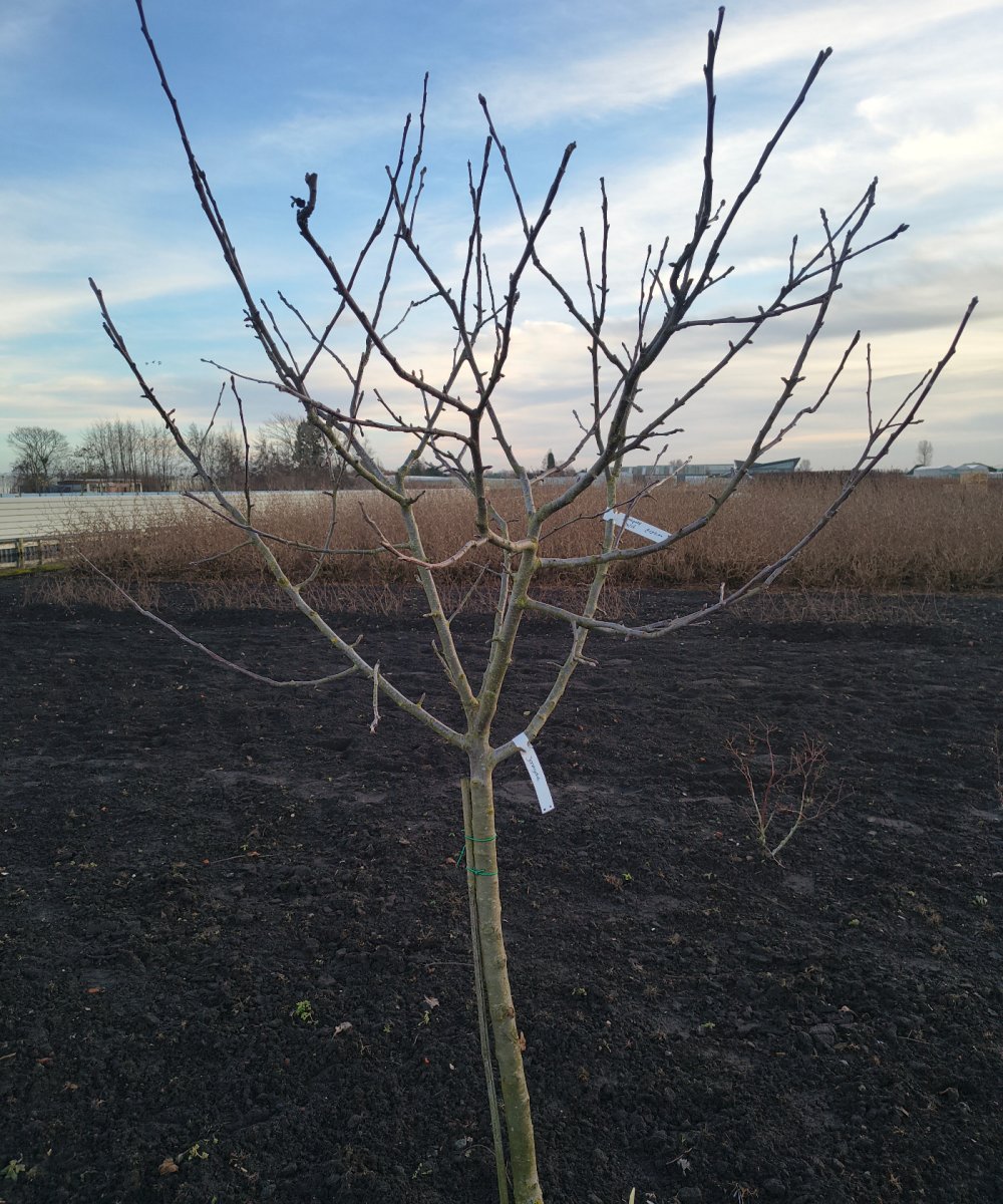 Appelboom 'Jonagold'