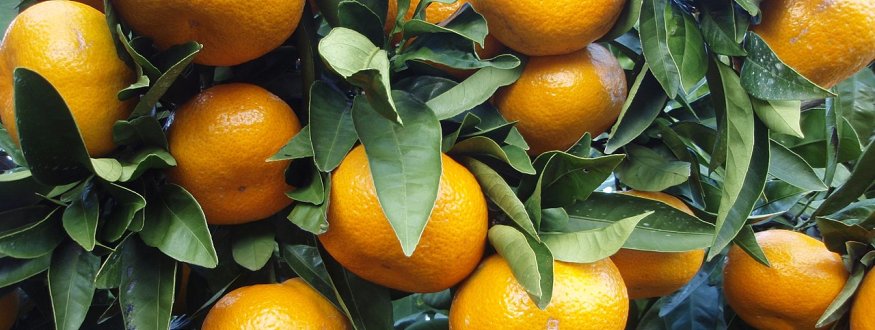Mandarijn 'Satsuma'
